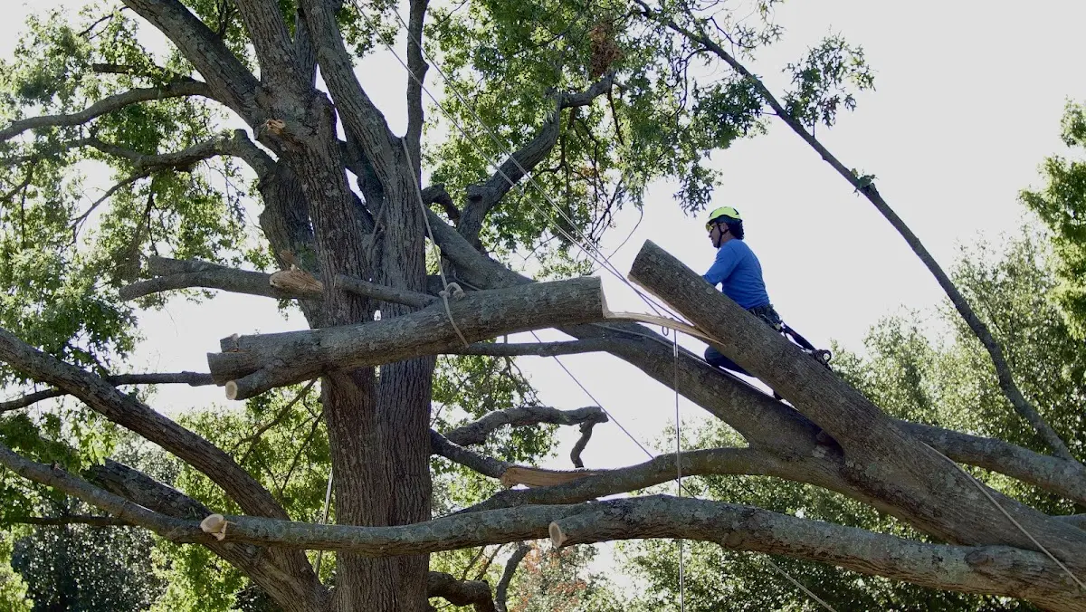 Professional Crown Thinning performed by certified arborists in West Friendship