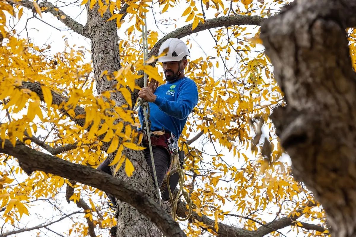 Skilled Tree Pruning crew working in West Friendship