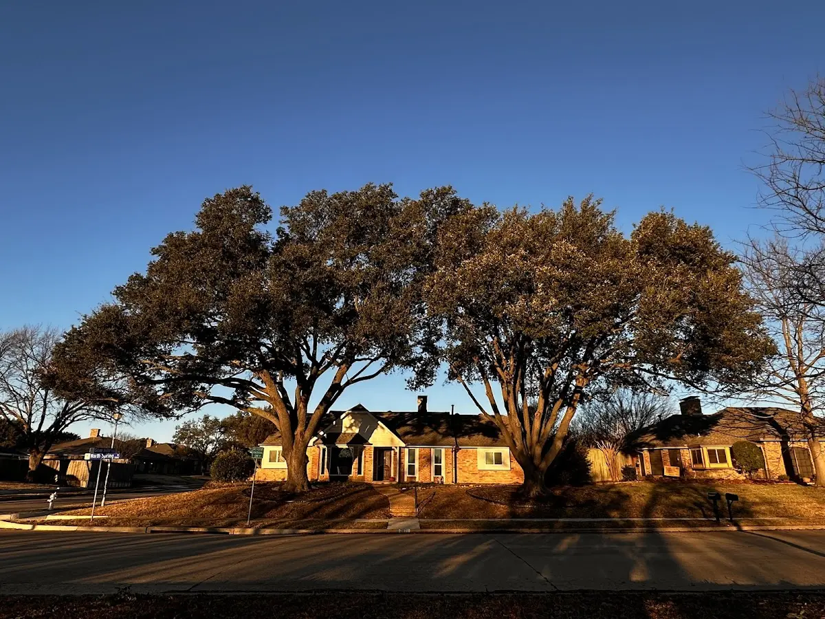 Established residential canopy tree shading a home in West Friendship